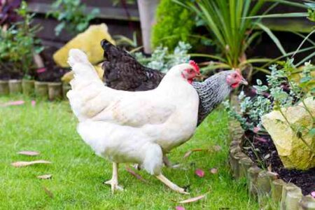 Zoning and City Code Considerations for Urban Homesteaders Image